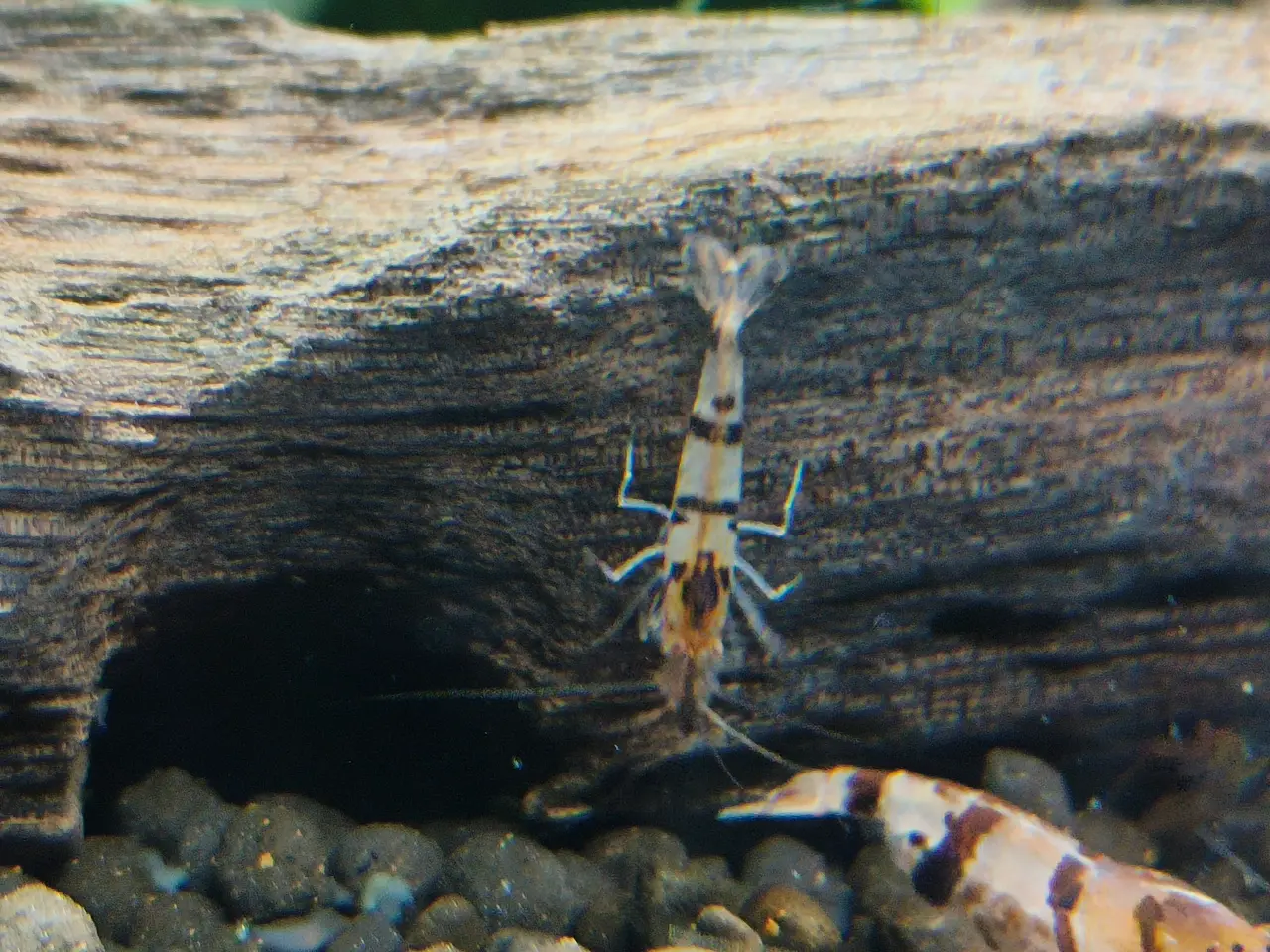 Billede 3 - Caridina racoon tiger rejer