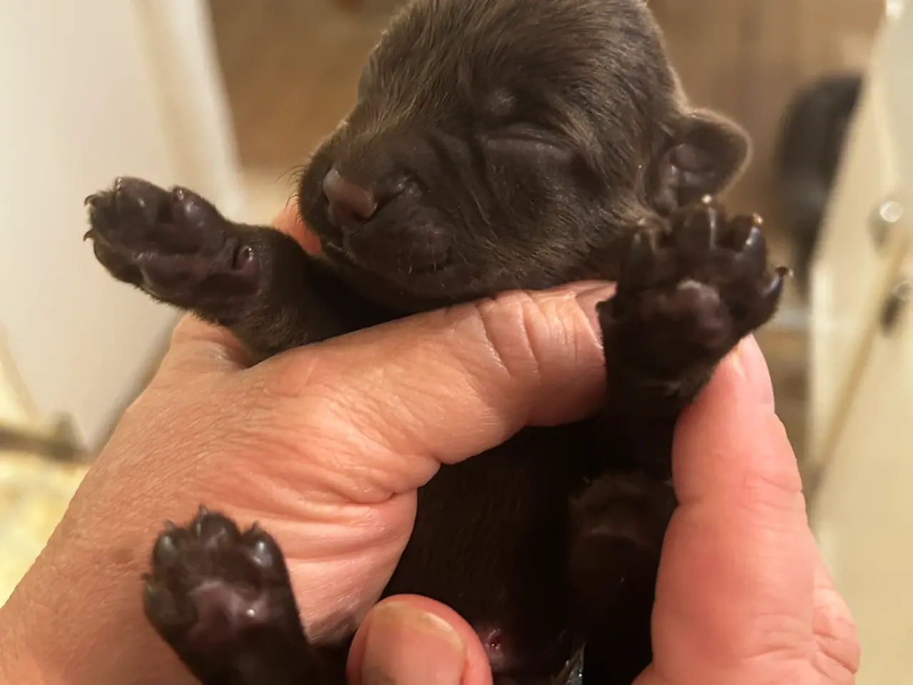 Billede 13 - Brune han labrador hvalpe