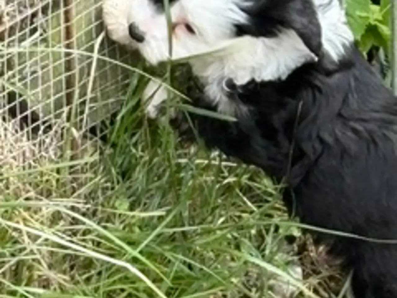 Billede 5 - Chinese Crested Powder Puff hvalpe