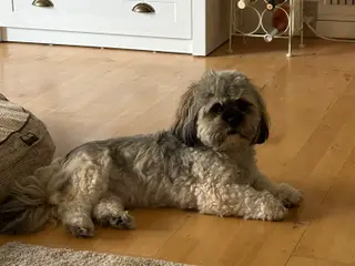 Hund søger nyt hjem