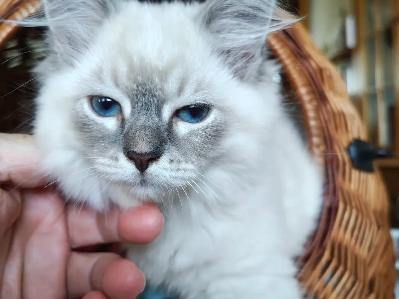 Billede 5 - Ragdoll far-Ragdoll,Skovkat mor 