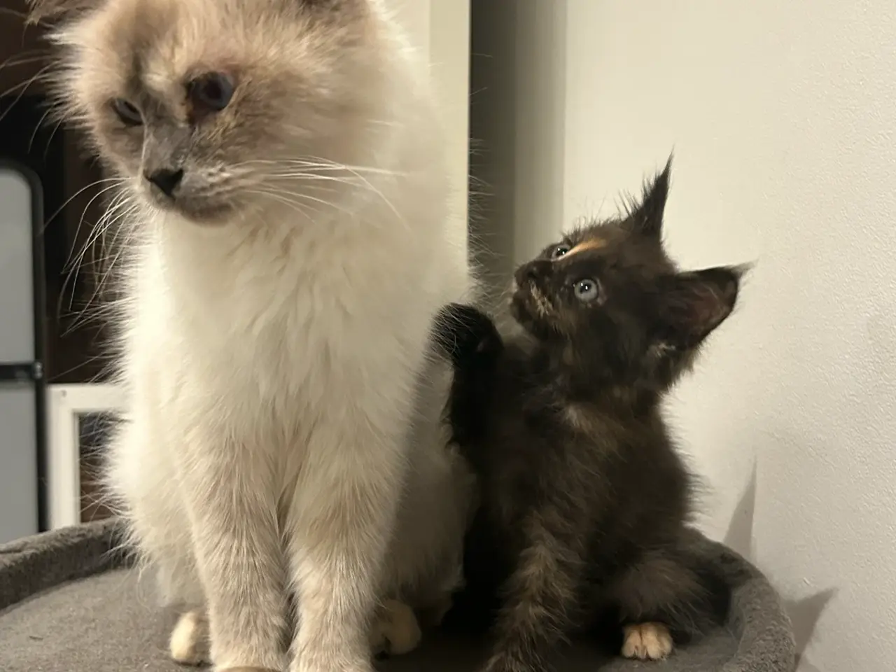 Billede 6 - Ragdoll/Maine Coon killing