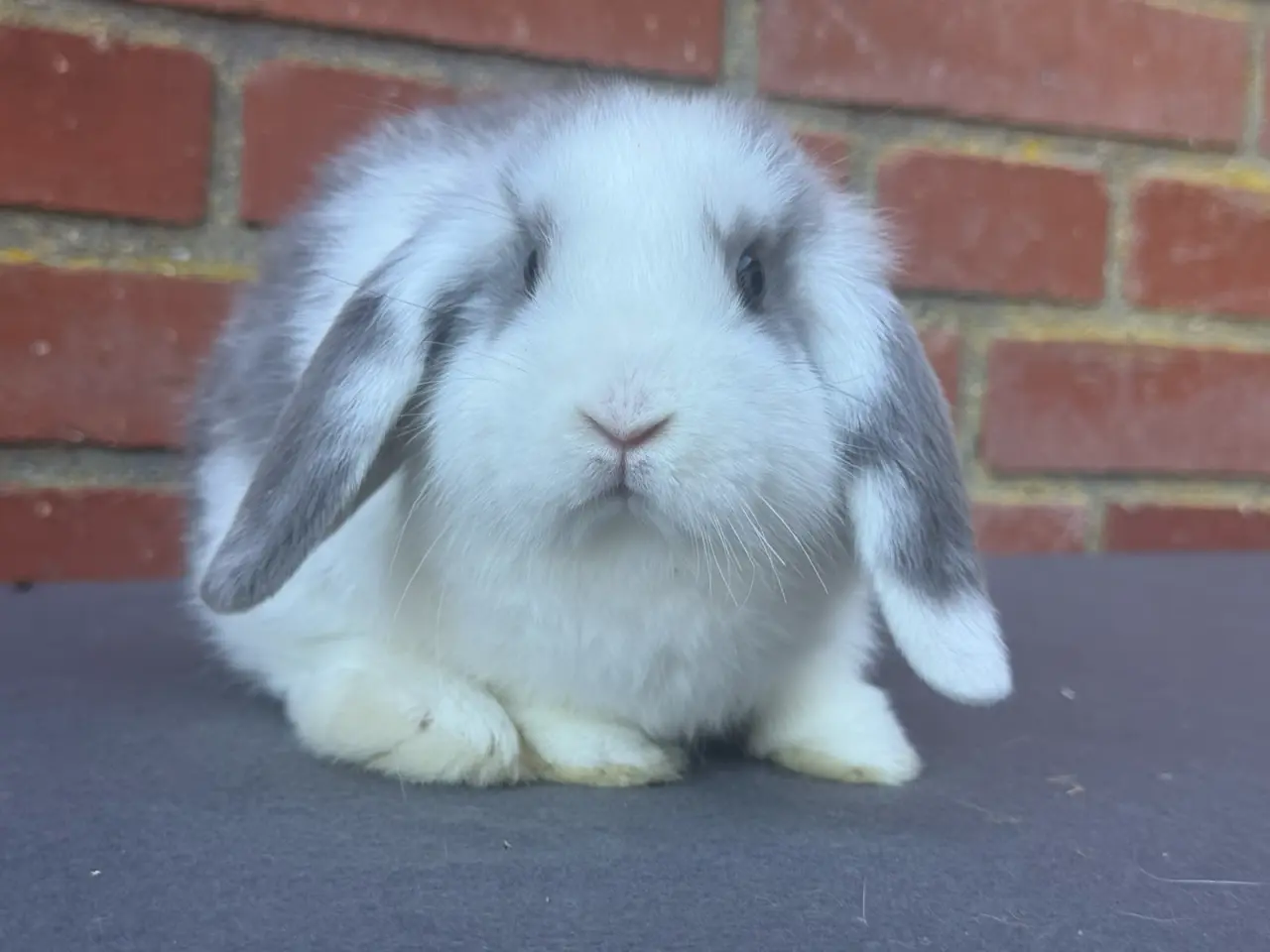 Billede 2 - Mini lop han kanin