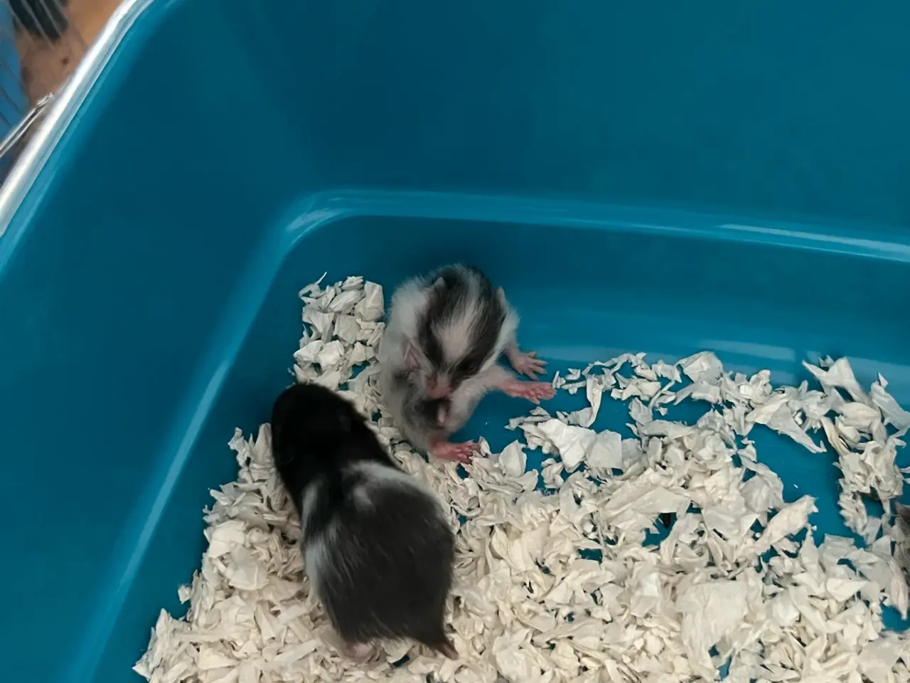 Billede 5 - Guldhamster unger
