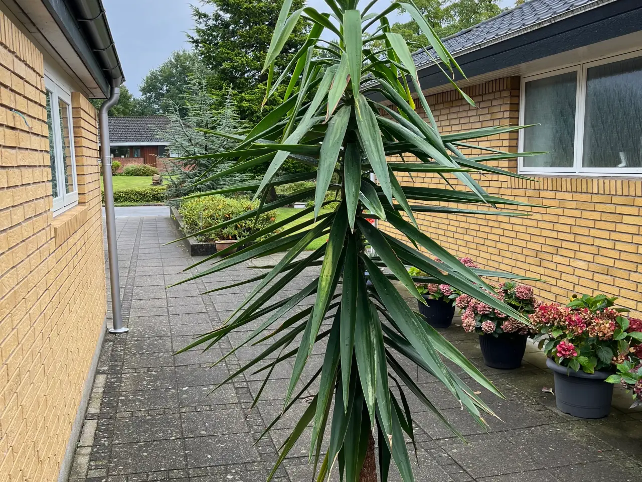 Billede 1 - Yucca palme