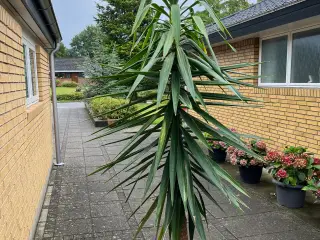 Yucca palme