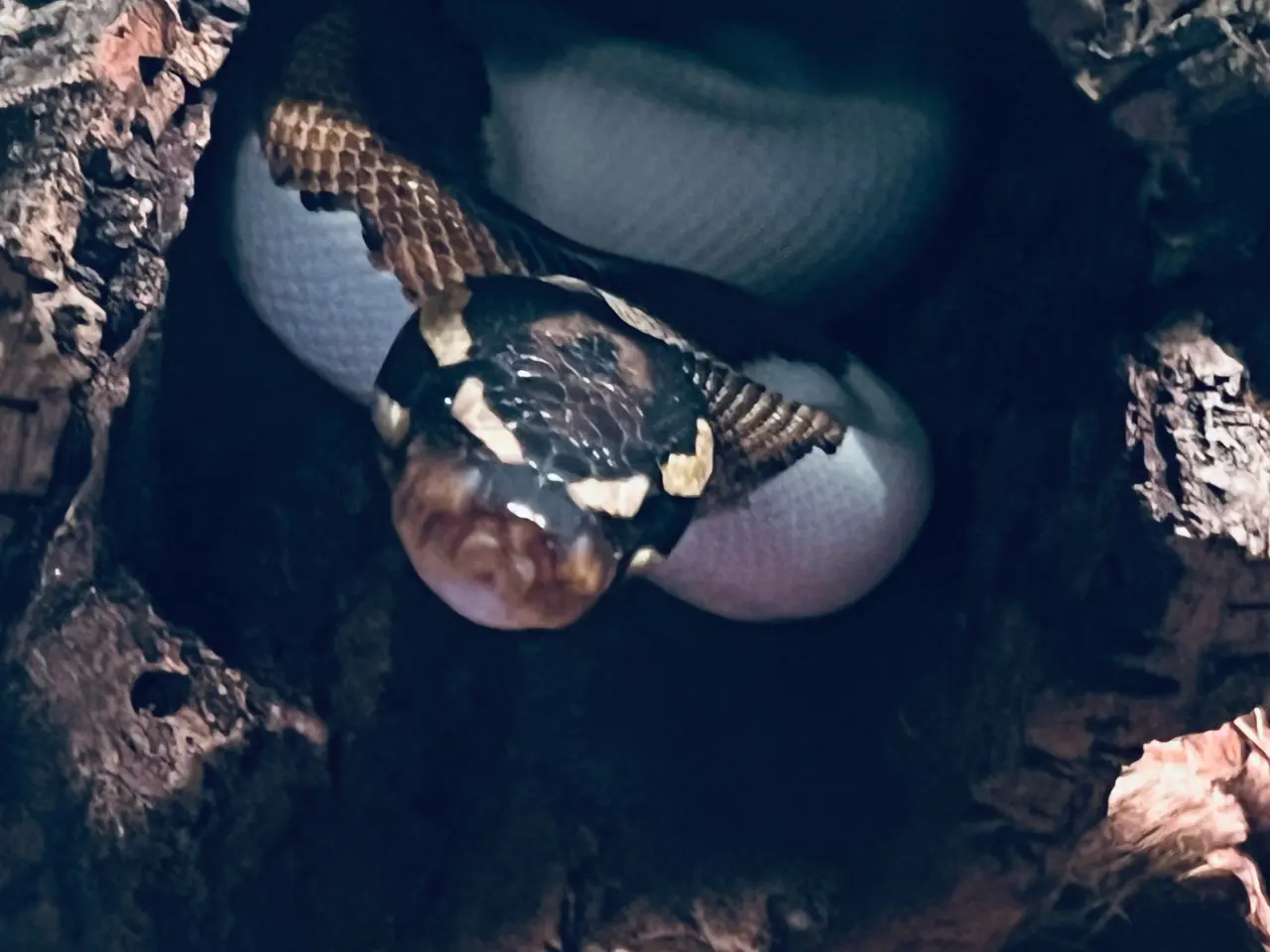Billede 3 - Yellow belly pied kongepython han sælges