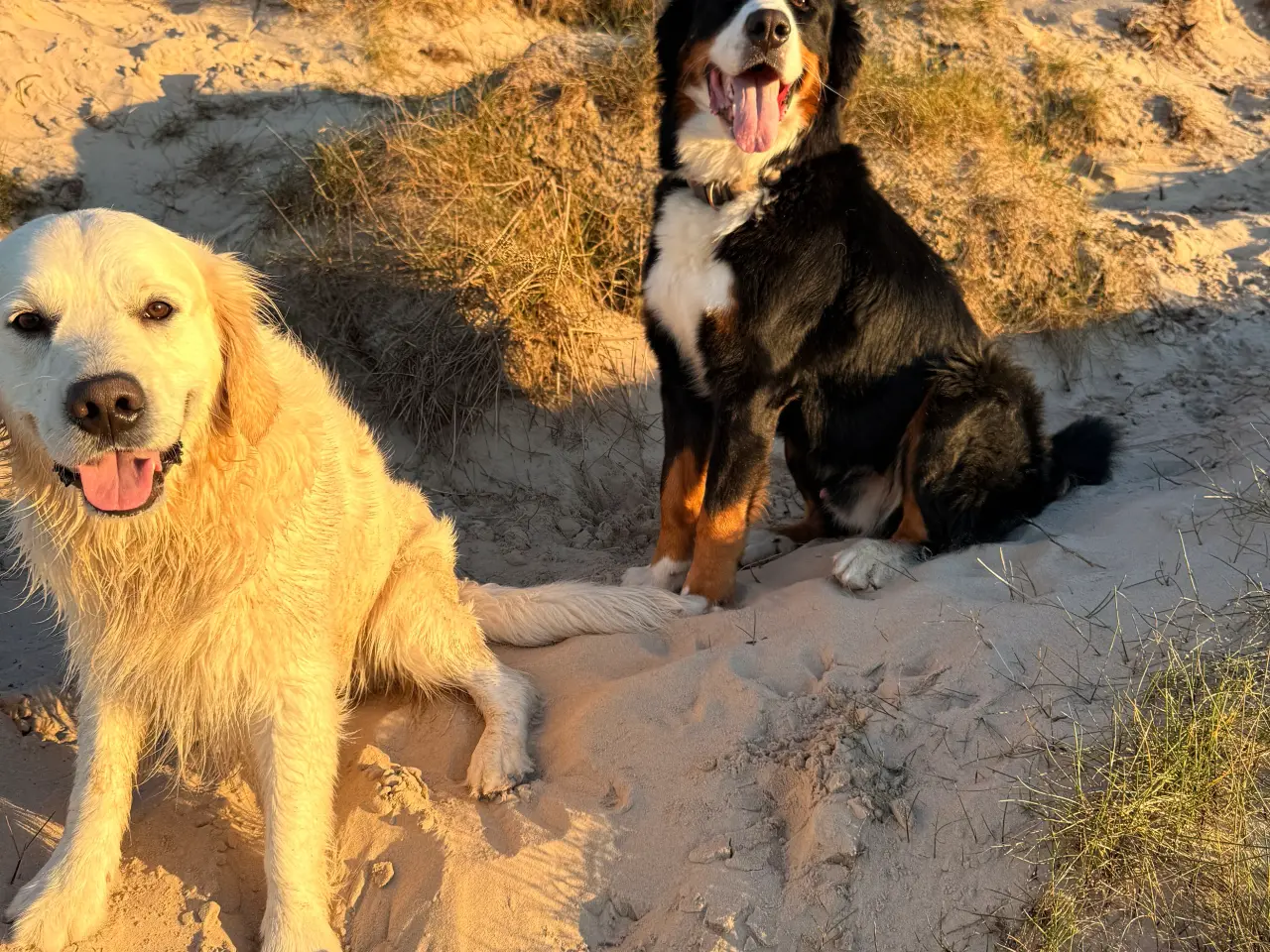 Billede 4 - Berner sennen han hund til parring