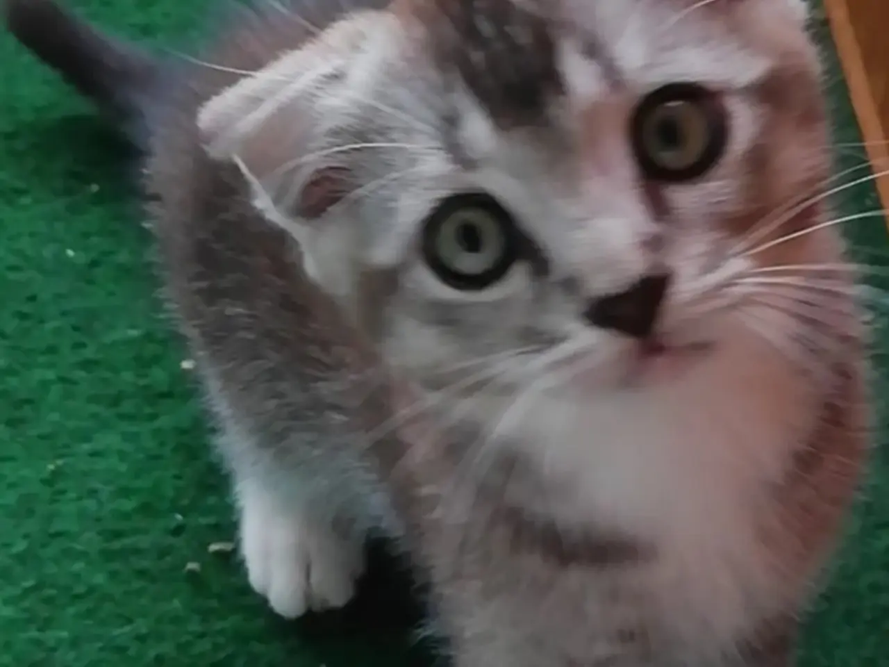 Billede 5 - Grey – en høflig og kærlig Scottish Fold han søger