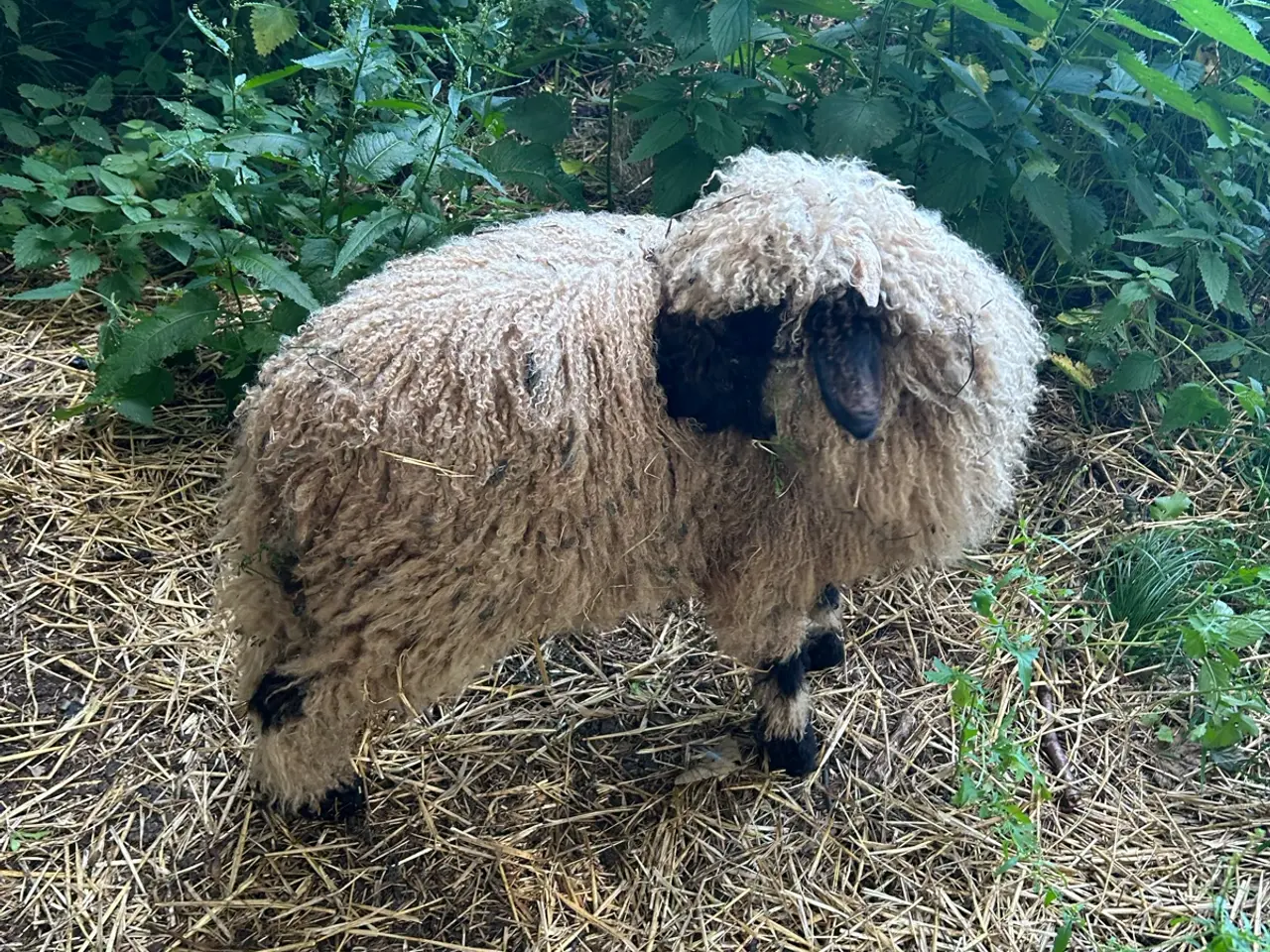 Billede 2 - Smukt Valais Blacknose gimmer lam sæl