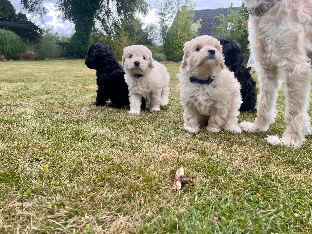 Billede 3 - ✨ Cavapoo-hvalpe søger et kærligt hjem ✨