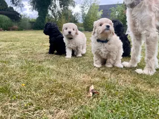 ✨ Cavapoo-hvalpe søger et kærligt hjem ✨ - 3