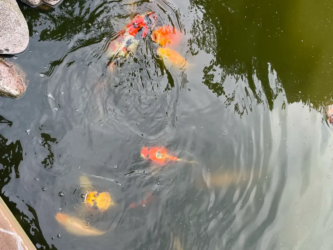 Billede 21 - Koi karper 20 til 45 cm