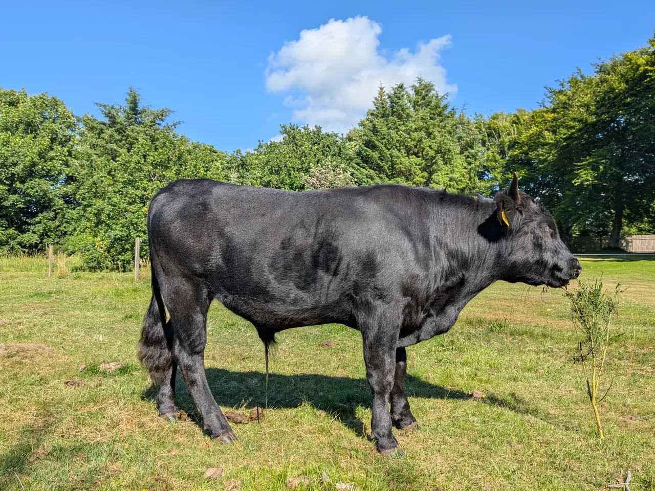 Billede 1 - Lille foldtyr udlejes, Nordjylland - 50% wagyu