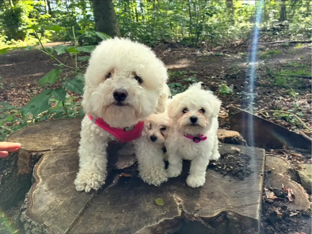 Billede 6 - 🐶💕 2 SKØNNE BICHON FRISÉ PIGEHVALPE SØGER DERES