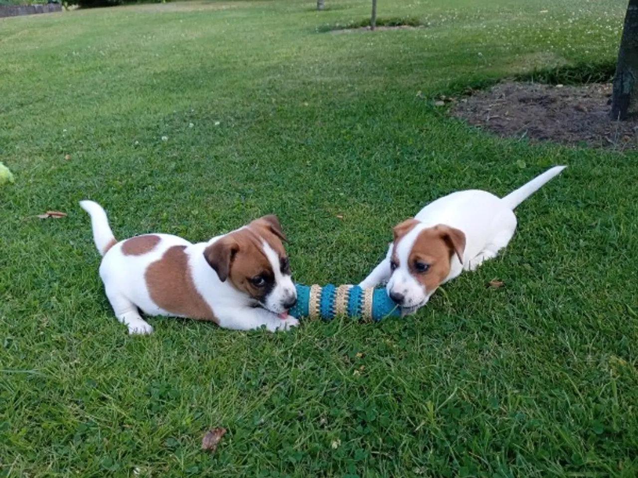 Billede 1 - Jack Russel hvalpe