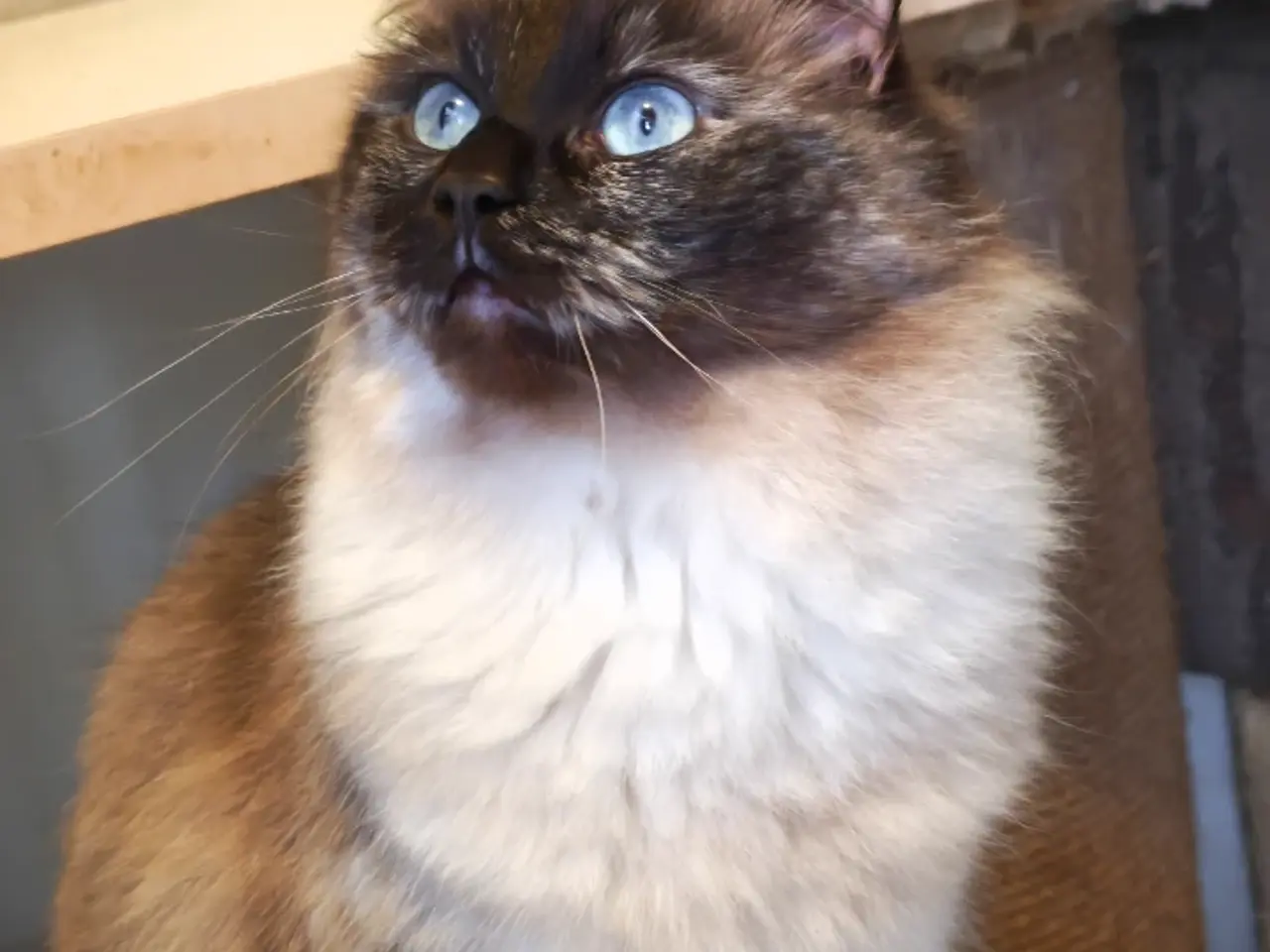 Billede 9 - Ragdoll hun'ung,kat fra d.28-3-25