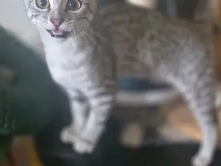 Smukke mau killinger