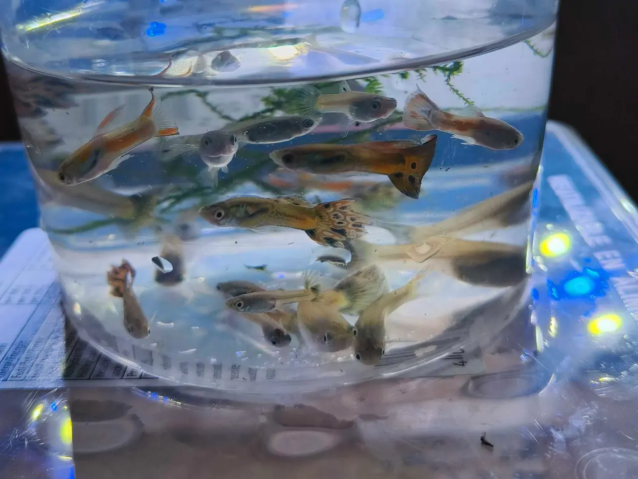 Billede 1 - Voksne guppyer