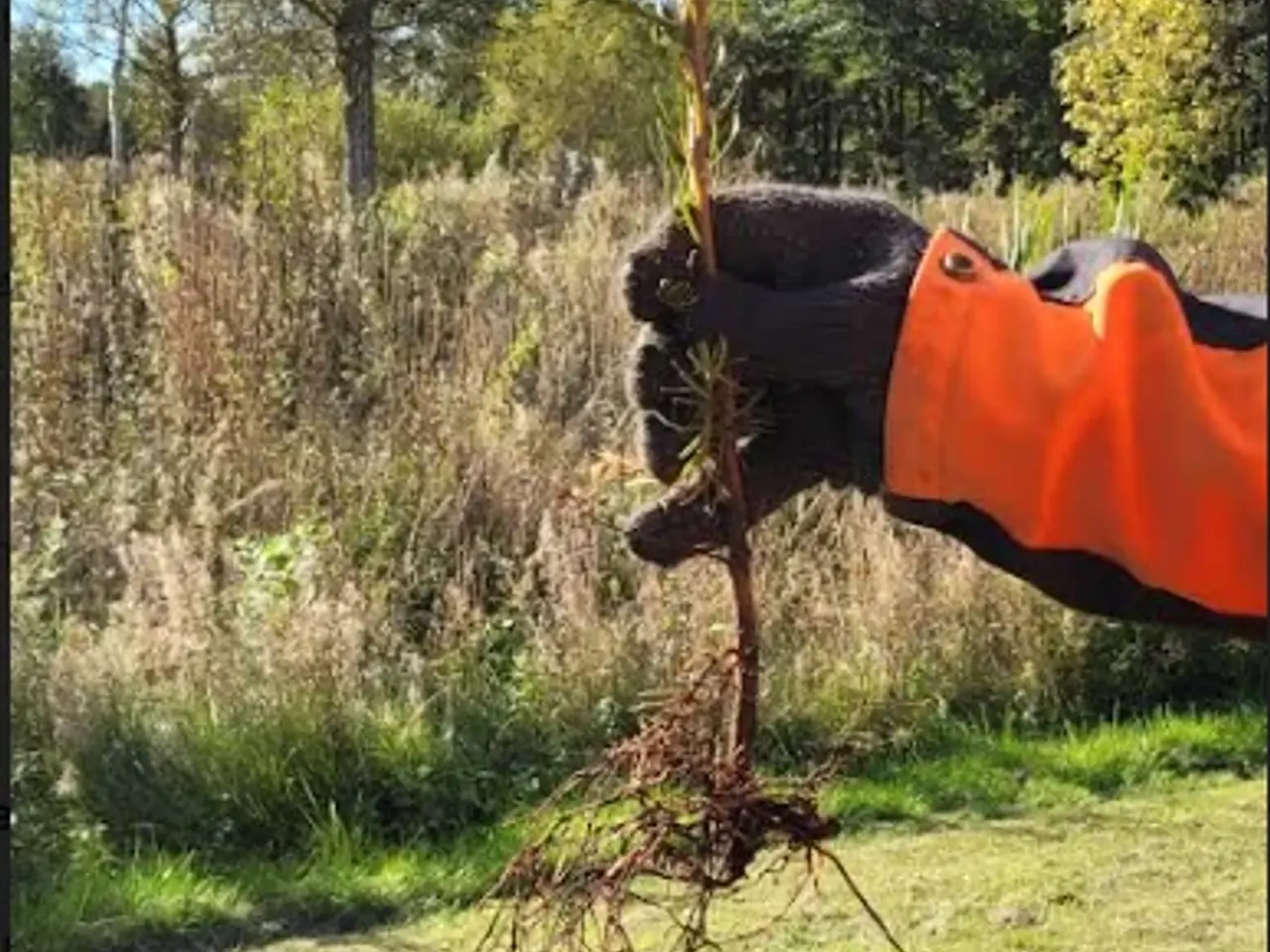 Billede 3 - Nordmannsgraner og andre planter.
