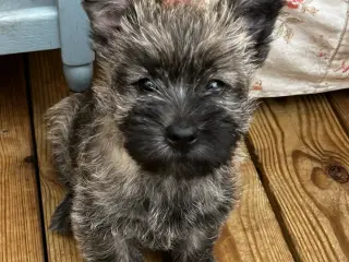 Cairn terrier /Westie hvalpe sælges