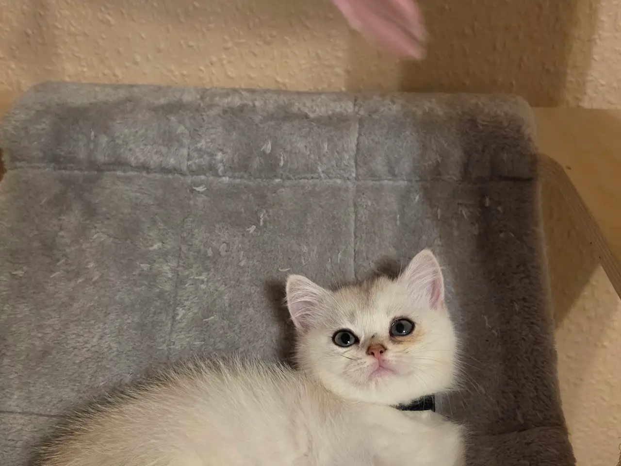 Billede 5 - 🐾❤️ Skønne killinger søger kærlige hjem ❤️🐾