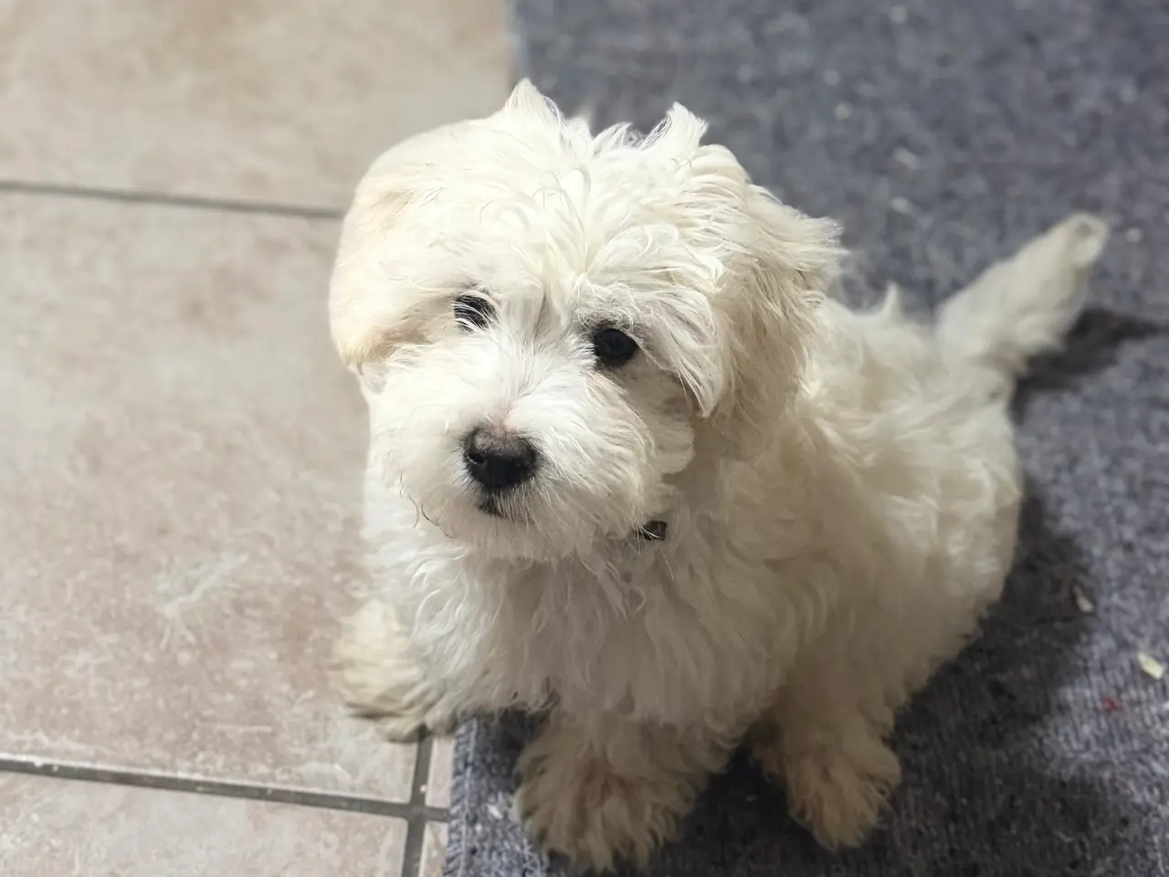Billede 2 - Bichon malteser hvalpe