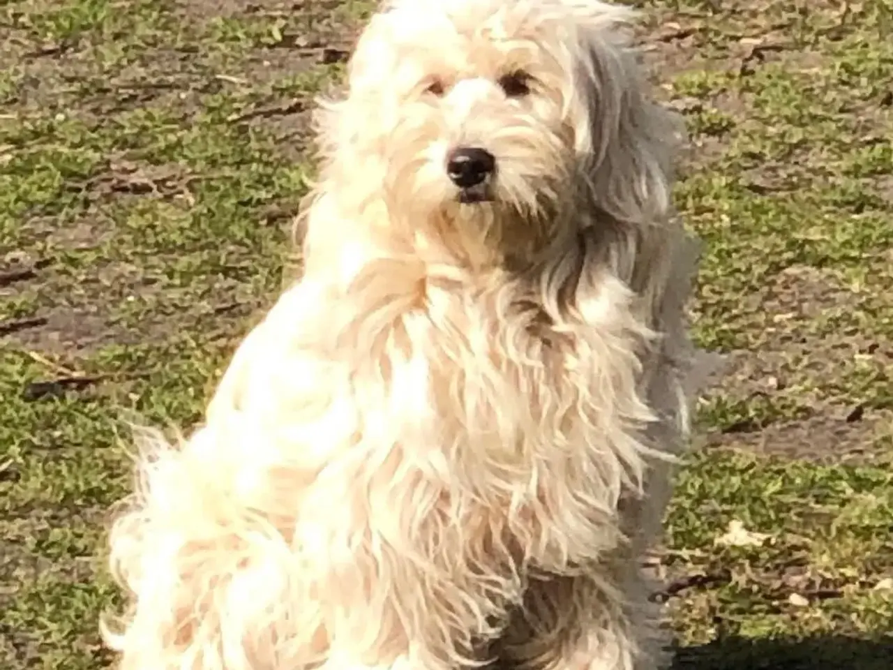 Billede 18 - Doodler Goldendooler Dooodledoodle