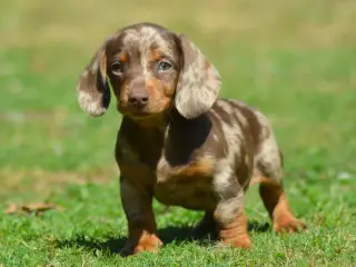 American Miniature Dachshund-hvalpe 10 uger