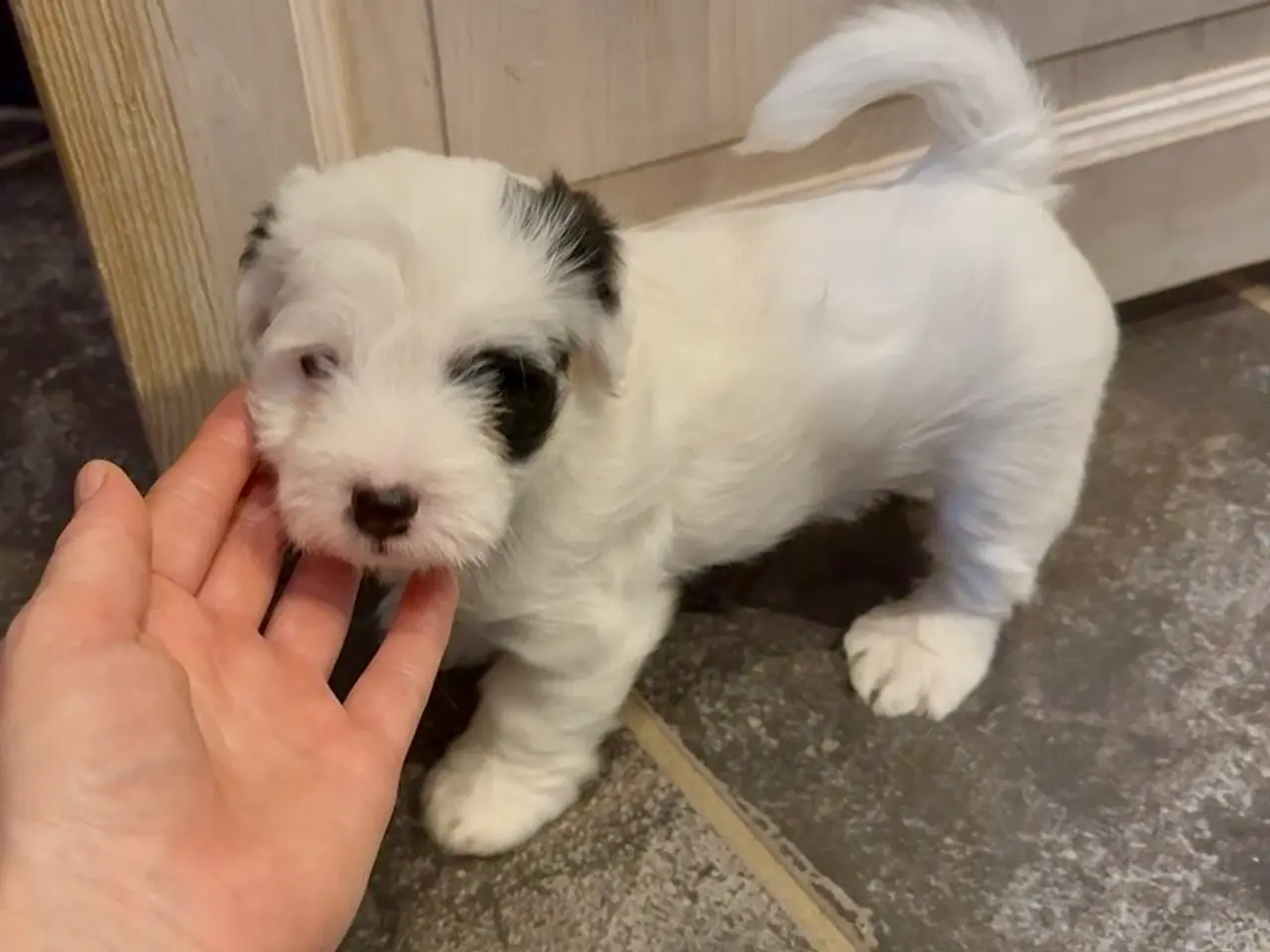 Billede 4 - Dejligt dreng Maltiser + Jack Russel Terrier