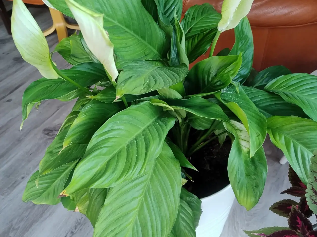 Billede 7 - 9 store stueplanter med potter 