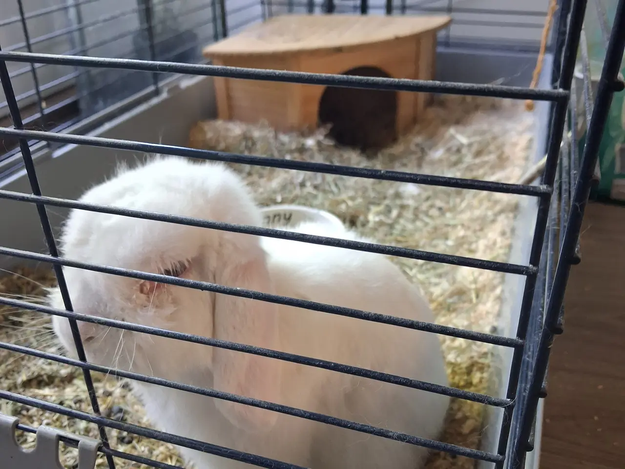 Billede 1 - Minilop