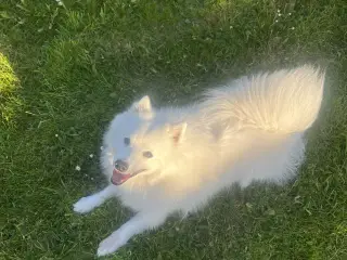 Japansk han hund