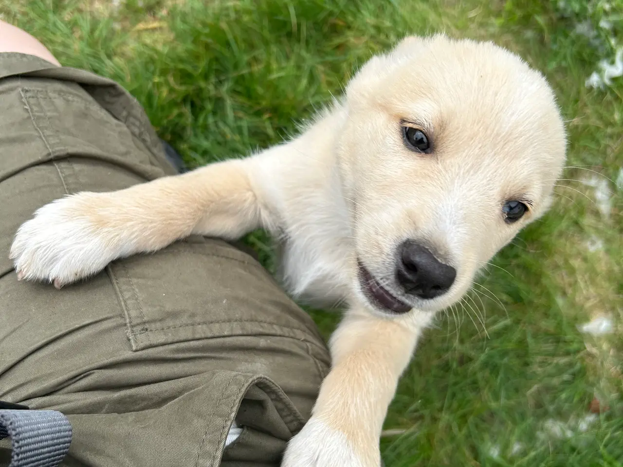 Billede 5 - 🐾 Dandi søger sit nye hjem 🐾