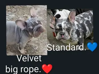 Fransk Velvet & 1 Standard.