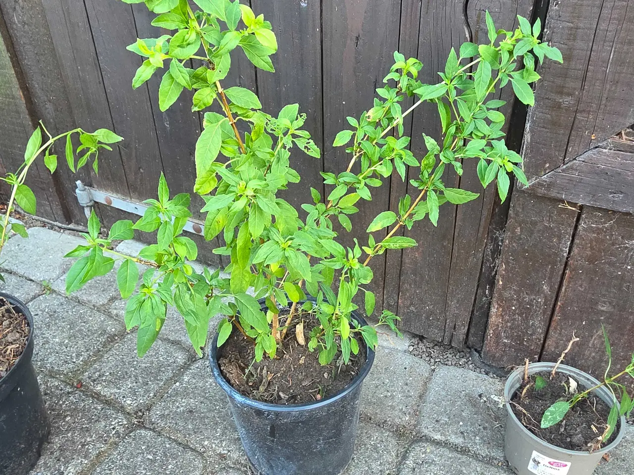 Billede 3 - Fuchsia havefuchia