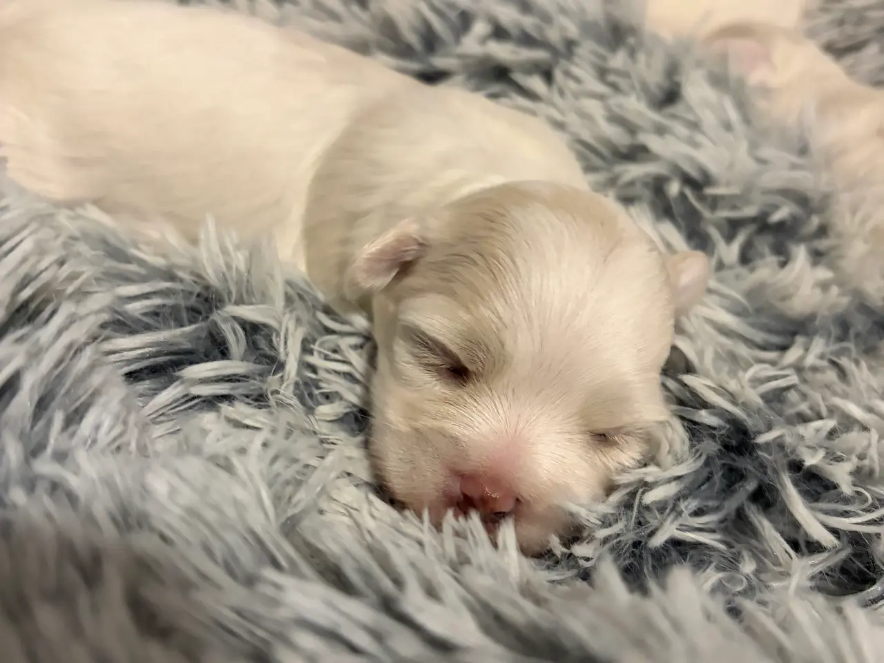 Billede 2 - Malteser hunde hvalpe