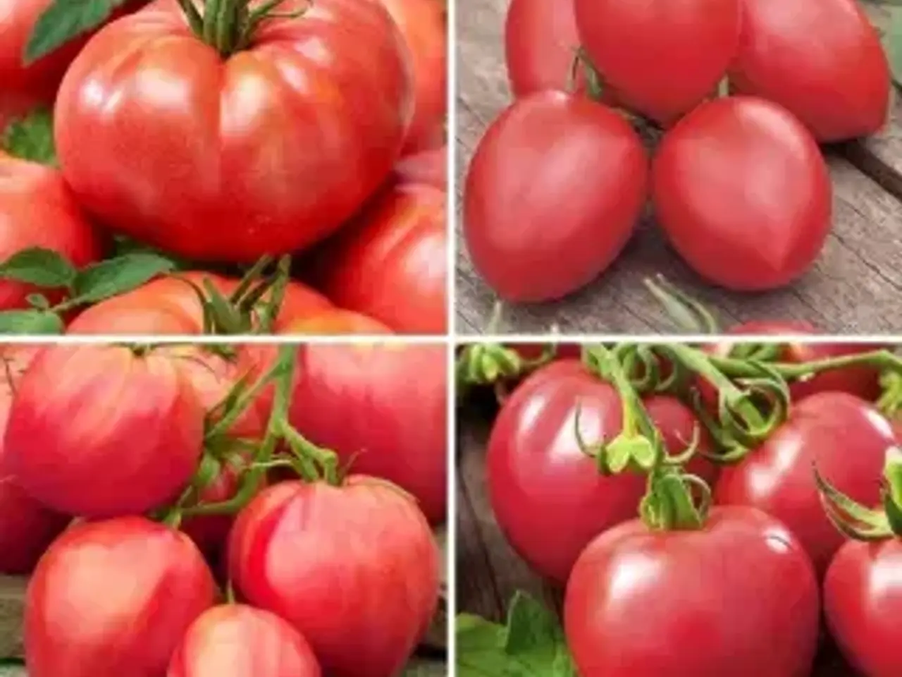 Billede 1 - Tomatplanter blandet sorter 