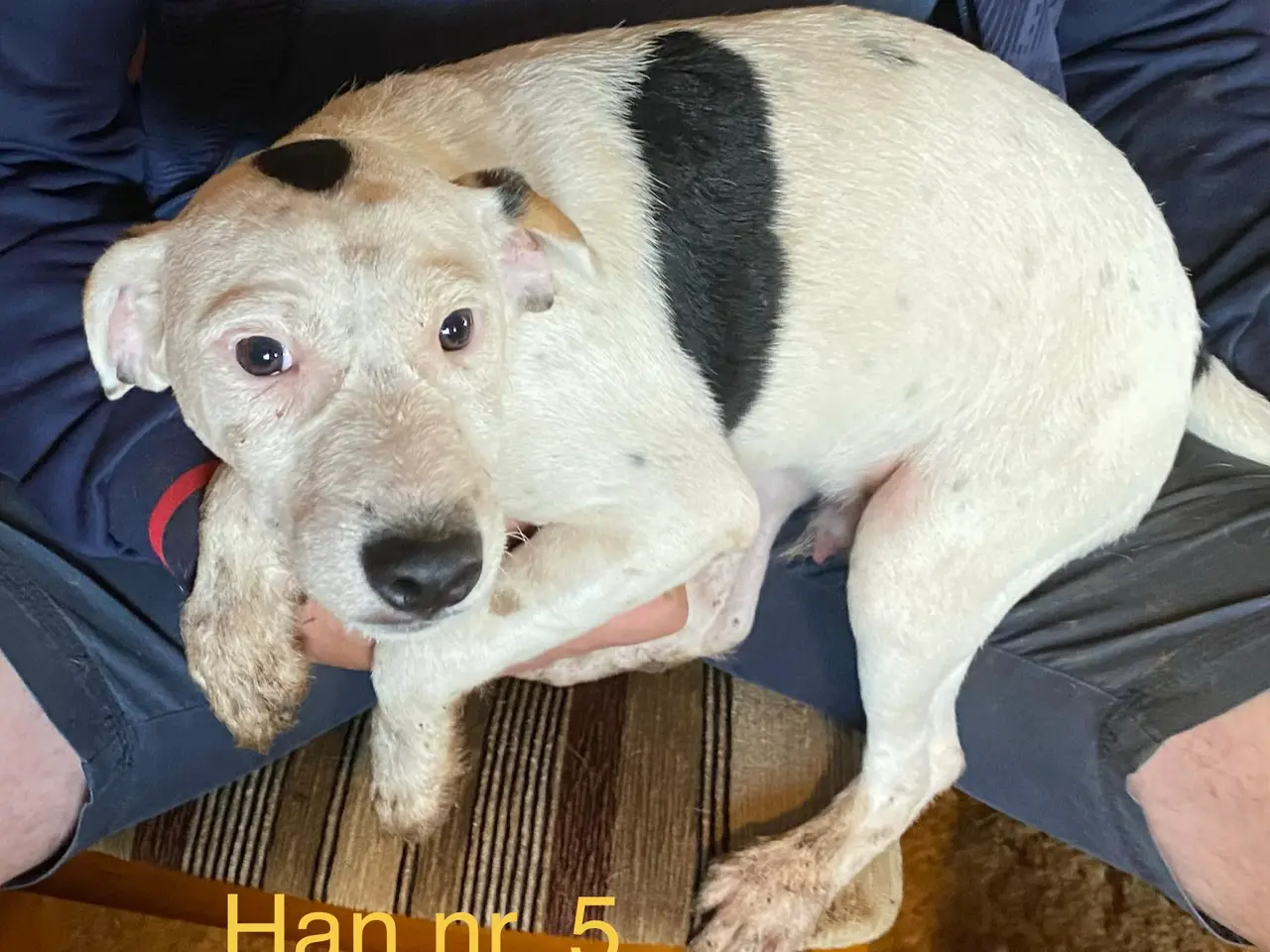 Billede 4 - Ny pris! hvalpe dansksvensk gårdhund/skotskterrier
