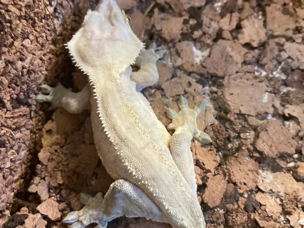 Billede 2 - Kronegekko hun sælges