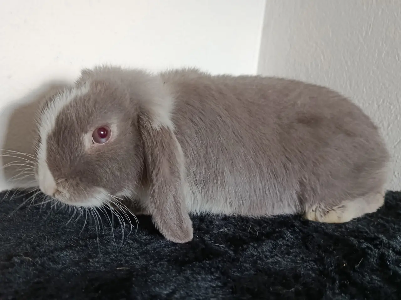 Billede 4 - Smuk Mini Lop