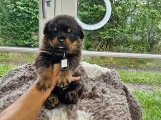 Ægte rottweilerhvalp - 2