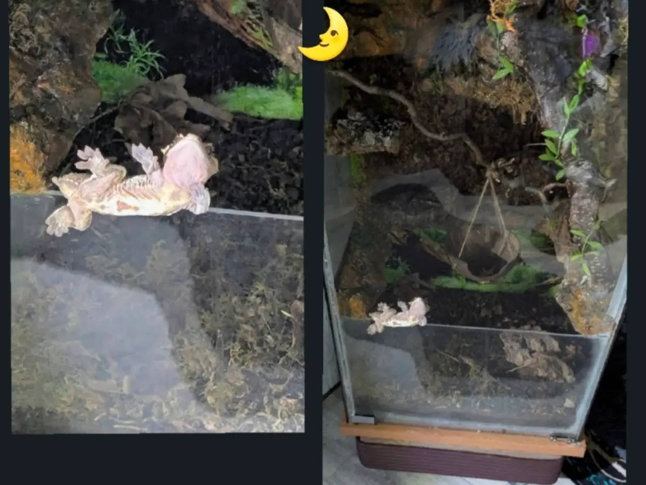 Billede 14 - Kronegekko par. 🦎🦎