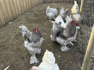 Brahma