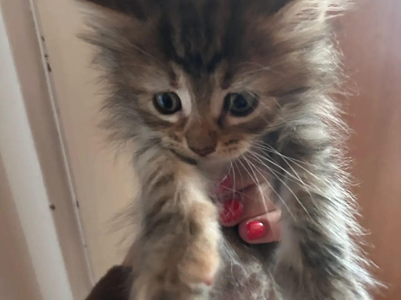 Billede 8 - Maine Coon blandings killinger