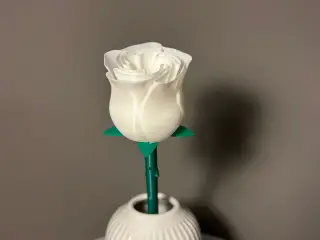 Rose hvid