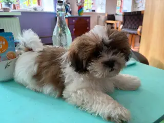 Shih tzu dreng 