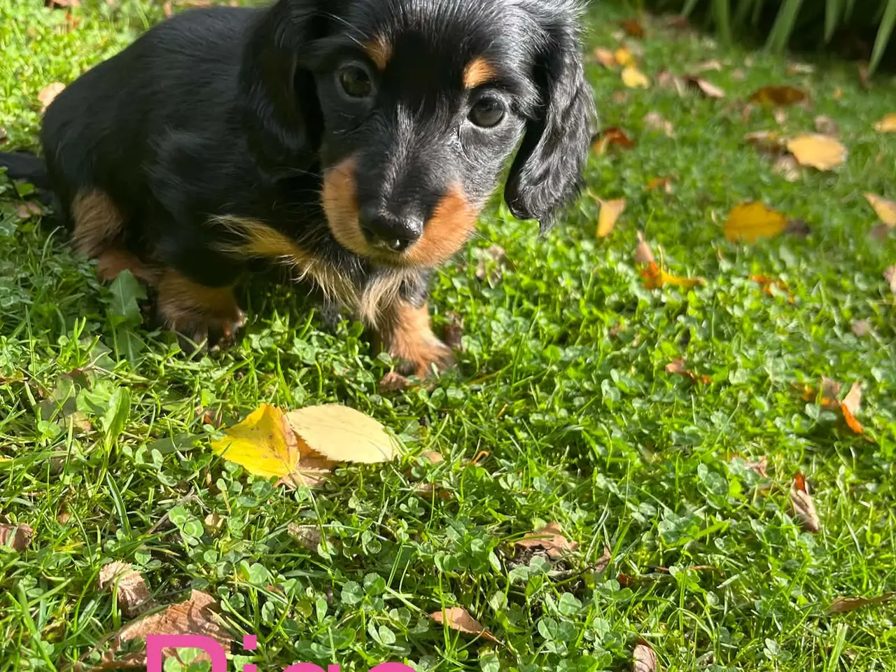Billede 4 - Langhåret Dværg Gravhunde Black and Tan.