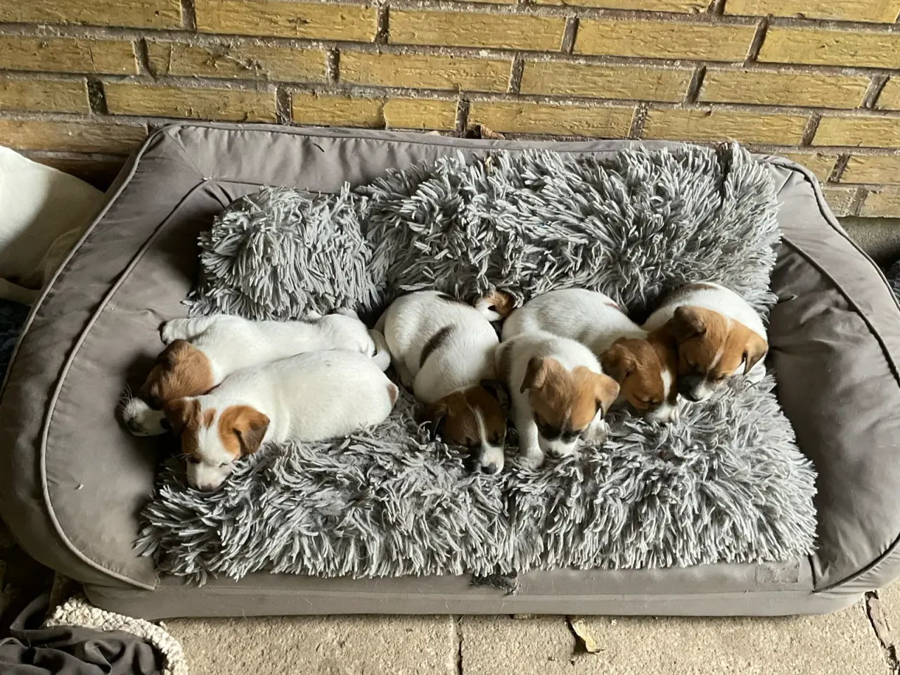 Billede 8 - Jack Russell hvalp - DKK stamtavle - snart 8 uger