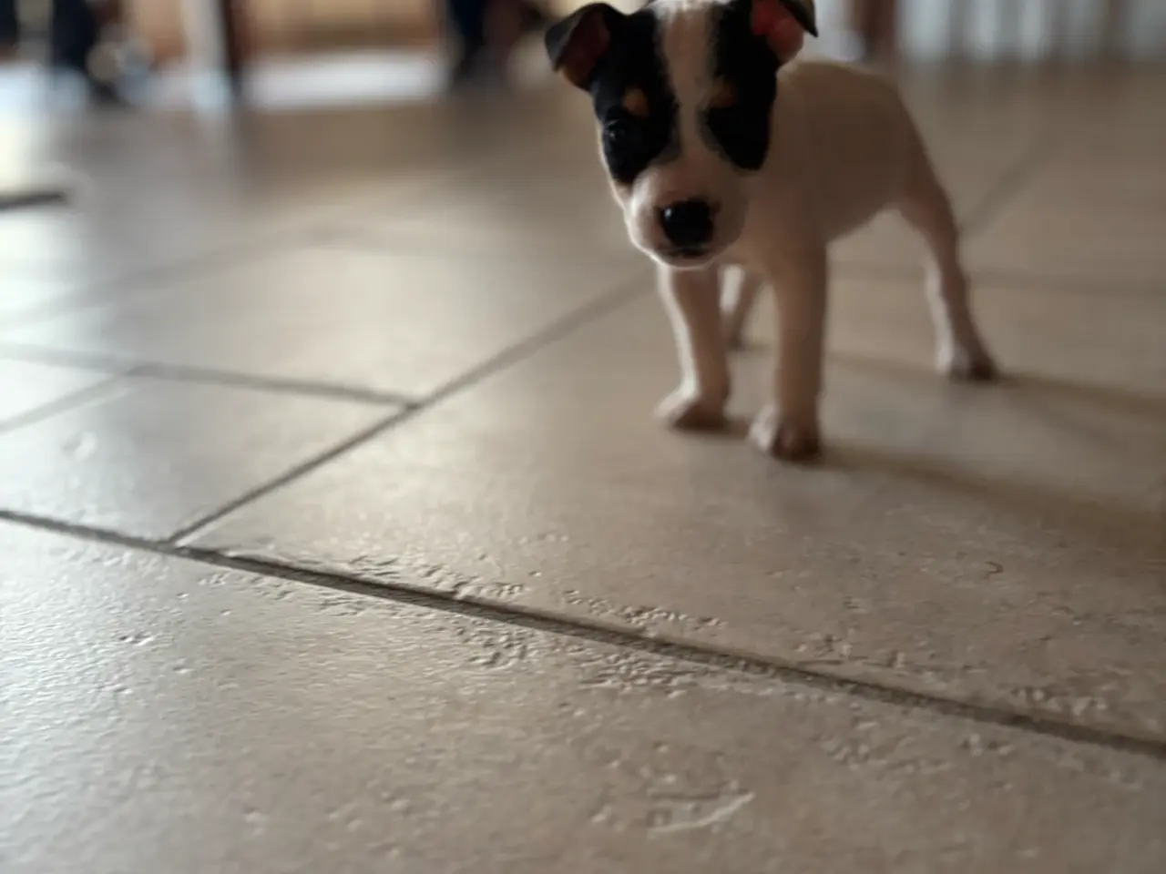 Billede 6 - Jack russel hvalpe